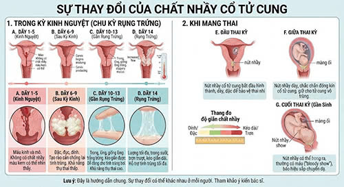 Chất nhầy cổ tử cung là gì và sự thay đổi theo từng giai đoạn