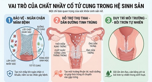 Vai trò của chất nhầy cổ tử cung là gì